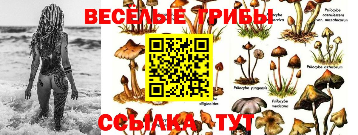 Кимовск  Псилоцибиновые грибы Psilocybine cubensis  Вход с VPN 